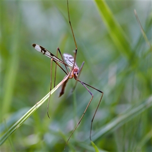 Gynoplistia (Xenolimnophila) fergusoni (A crane fly) at Cotter River, ACT by KorinneM