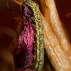 Helicoverpa (genus) at Downer, ACT - 30 Nov 2024 by RobertD