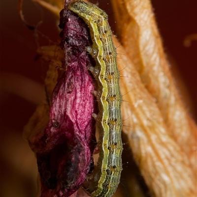 Helicoverpa (genus) (A bollworm) at Downer, ACT - 30 Nov 2024 by RobertD