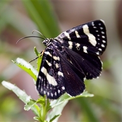 Phalaenoides tristifica (Willow-herb Day-moth) at Cotter River, ACT - 23 Nov 2024 by KorinneM