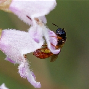 Exoneura sp. (genus) at Cotter River, ACT - 23 Nov 2024