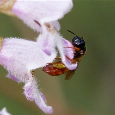 Exoneura sp. (genus) (A reed bee) at Cotter River, ACT - 23 Nov 2024 by KorinneM