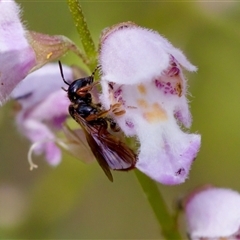 Exoneura sp. (genus) at Cotter River, ACT - 23 Nov 2024