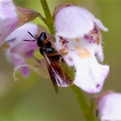 Exoneura sp. (genus) at Cotter River, ACT - 23 Nov 2024