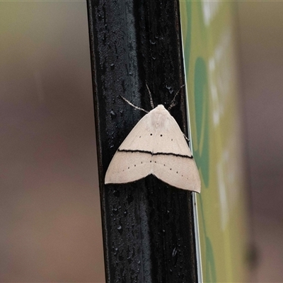 Gastrophora henricaria (Fallen-bark Looper, Beautiful Leaf Moth) at Higgins, ACT - 30 Nov 2024 by Untidy