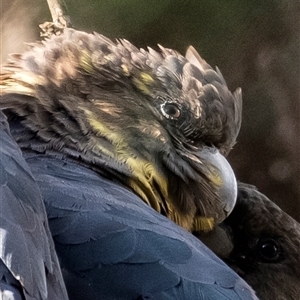 Calyptorhynchus lathami lathami at Penrose, NSW - suppressed