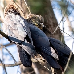 Calyptorhynchus lathami lathami at Penrose, NSW - suppressed