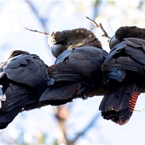 Calyptorhynchus lathami lathami at Penrose, NSW - suppressed