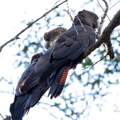 Calyptorhynchus lathami lathami at Penrose, NSW - suppressed