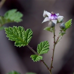 Rubus parvifolius at Cotter River, ACT - 23 Nov 2024