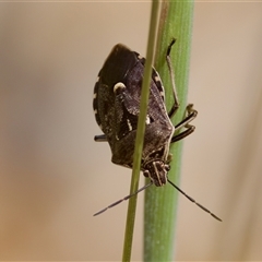 Cermatulus nasalis at Cotter River, ACT - 23 Nov 2024 by KorinneM