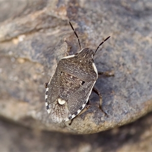 Dictyotus conspicuus at Cotter River, ACT - 23 Nov 2024