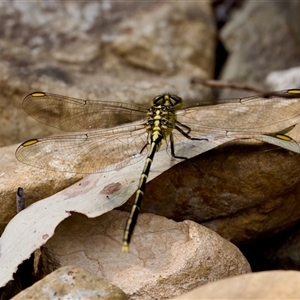 Austrogomphus guerini at Cotter River, ACT - 23 Nov 2024