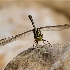 Austrogomphus guerini at Cotter River, ACT - 23 Nov 2024