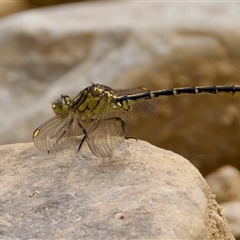 Austrogomphus guerini at Cotter River, ACT - 23 Nov 2024