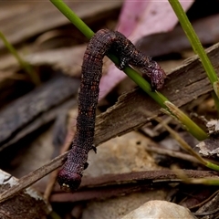 Geometridae (family) IMMATURE at Cotter River, ACT - 23 Nov 2024 by KorinneM
