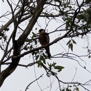 Falco longipennis (Australian Hobby) at Coolangatta, NSW by mroseby