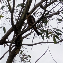 Falco longipennis at Coolangatta, NSW - 30 Nov 2024 06:21 PM