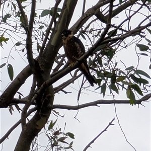 Falco longipennis at Coolangatta, NSW - 30 Nov 2024 06:21 PM
