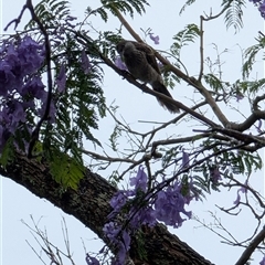 Anthochaera chrysoptera (Little Wattlebird) at Illaroo, NSW - 30 Nov 2024 by mroseby