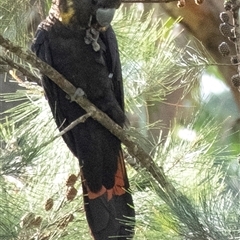 Calyptorhynchus lathami lathami (Glossy Black-Cockatoo) at Penrose, NSW - 27 Apr 2020 by Aussiegall