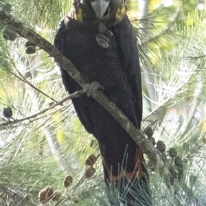 Calyptorhynchus lathami lathami at Penrose, NSW - suppressed