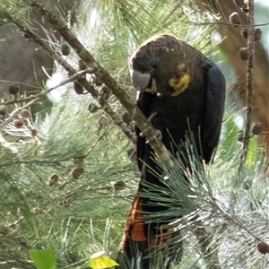 Calyptorhynchus lathami lathami at Penrose, NSW - suppressed