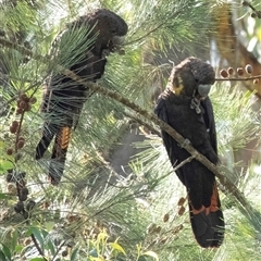 Calyptorhynchus lathami lathami at Penrose, NSW - suppressed