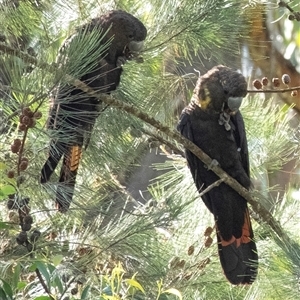 Calyptorhynchus lathami lathami at Penrose, NSW - suppressed