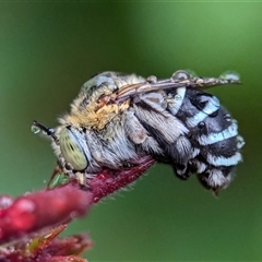 Amegilla (Zonamegilla) asserta (Blue Banded Bee) at Holder, ACT - 30 Nov 2024 by Miranda