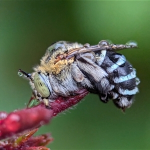 Amegilla (Zonamegilla) asserta (Blue Banded Bee) at Holder, ACT by Miranda