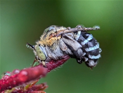 Amegilla (Zonamegilla) asserta (Blue Banded Bee) at Holder, ACT - 30 Nov 2024 by Miranda