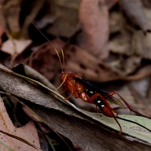 Lissopimpla excelsa at Cotter River, ACT - 23 Nov 2024 01:36 PM