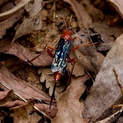 Lissopimpla excelsa at Cotter River, ACT - 23 Nov 2024 01:36 PM