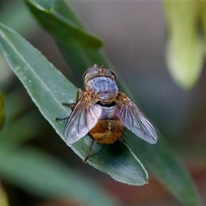 Calliphora stygia at Cotter River, ACT - 23 Nov 2024