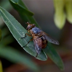 Calliphora stygia at Cotter River, ACT - 23 Nov 2024