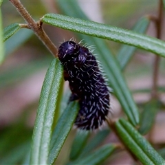 Perginae sp. (subfamily) (Unidentified pergine sawfly) at Cotter River, ACT - 23 Nov 2024 by KorinneM