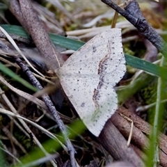 Taxeotis stereospila (Oval-spot Taxeotis (Oenochrominae)) at Cotter River, ACT - 23 Nov 2024 by KorinneM