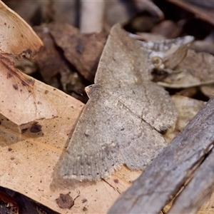 Taxeotis reserata at Cotter River, ACT - 23 Nov 2024