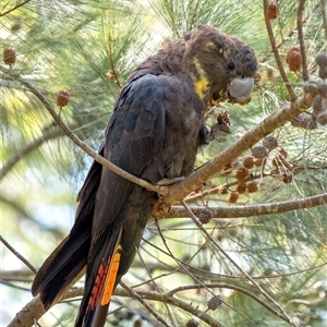 Calyptorhynchus lathami lathami at Penrose, NSW - 3 May 2020