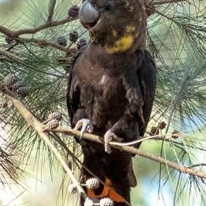 Calyptorhynchus lathami lathami at Penrose, NSW - suppressed