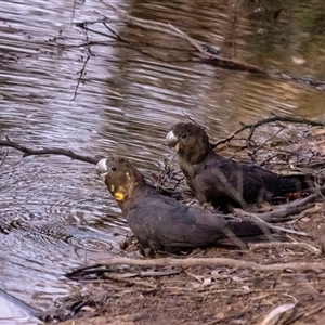 Calyptorhynchus lathami lathami at Penrose, NSW - suppressed