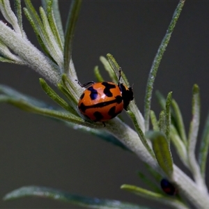 Coccinella transversalis at Cotter River, ACT - 23 Nov 2024