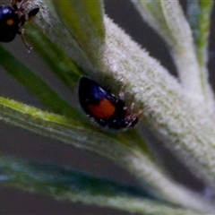 Diomus notescens (Little two-spotted ladybird) at Cotter River, ACT - 23 Nov 2024 by KorinneM