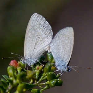 Zizina otis at Cotter River, ACT - 23 Nov 2024 03:17 PM