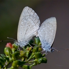 Zizina otis at Cotter River, ACT - 23 Nov 2024 03:17 PM