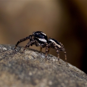 Jotus frosti (Frost's jumping spider) at Cotter River, ACT by KorinneM