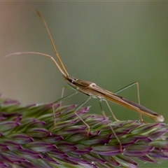 Mutusca brevicornis at Cotter River, ACT - 23 Nov 2024 by KorinneM