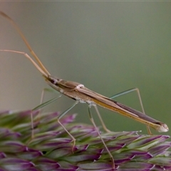 Mutusca brevicornis at Cotter River, ACT - 23 Nov 2024 04:17 PM