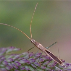 Mutusca brevicornis at Cotter River, ACT - 23 Nov 2024